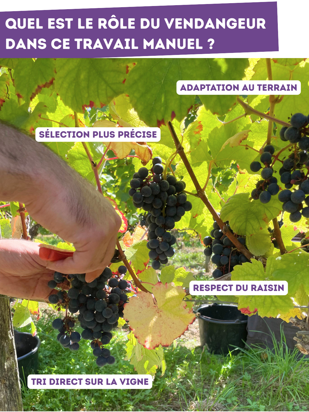 vendanges manuelles 2