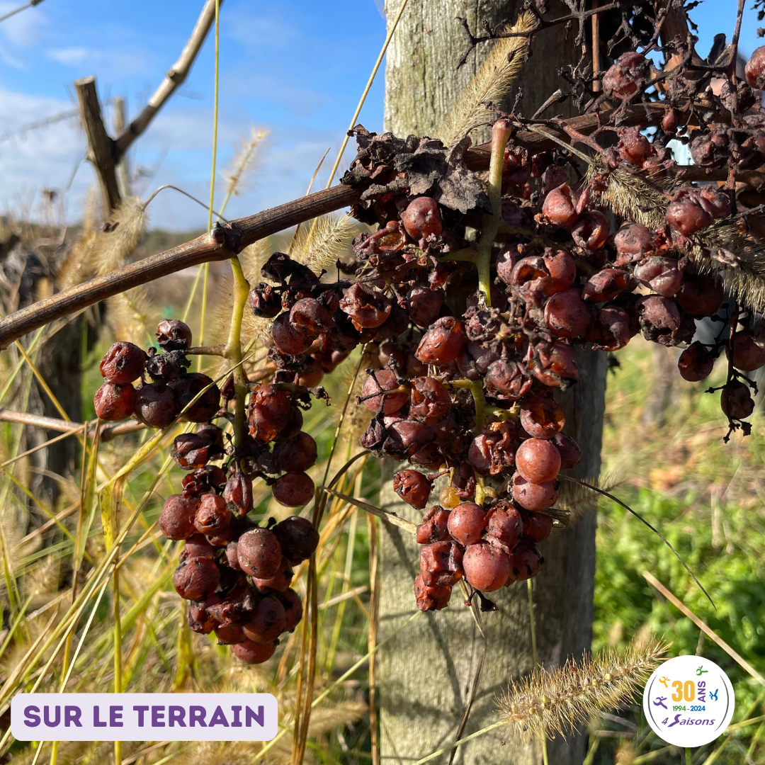 taille vigne 2024 1