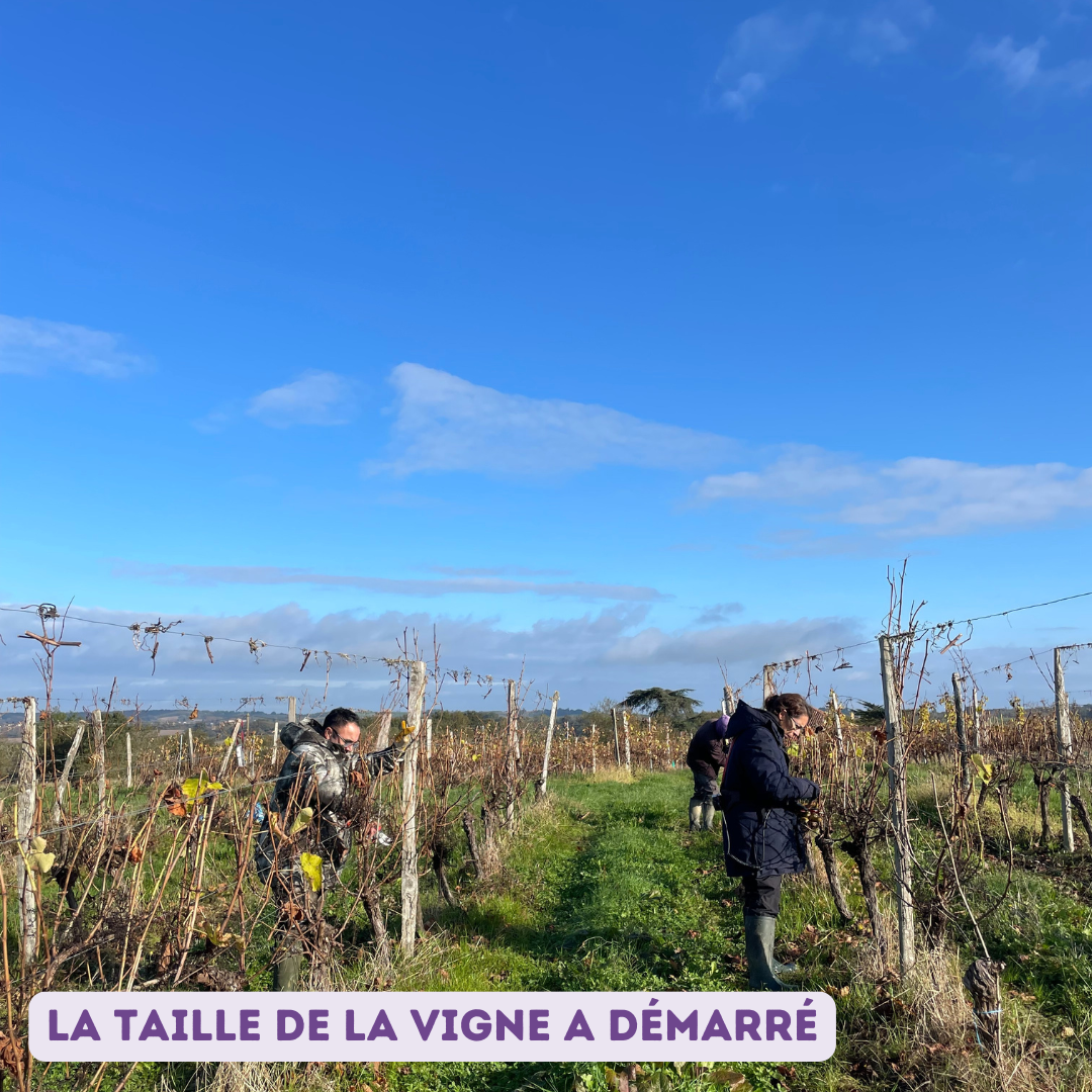 taille vigne 2024 2