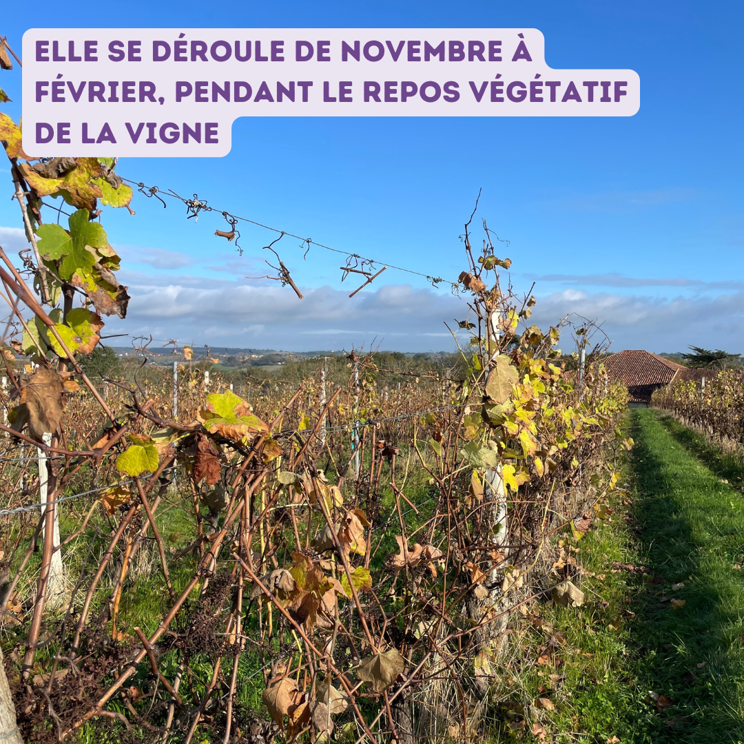 taille vigne 2024 3