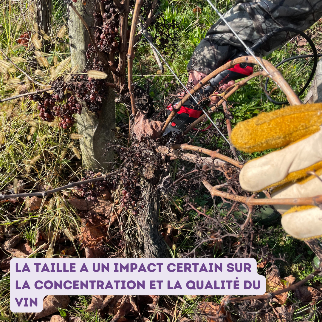 taille vigne 2024 4
