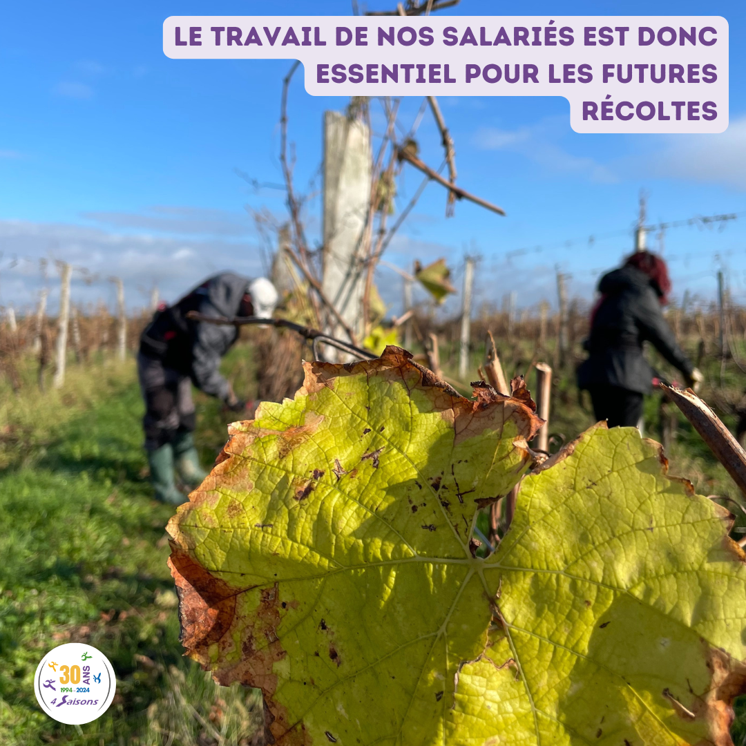 taille vigne 2024 5
