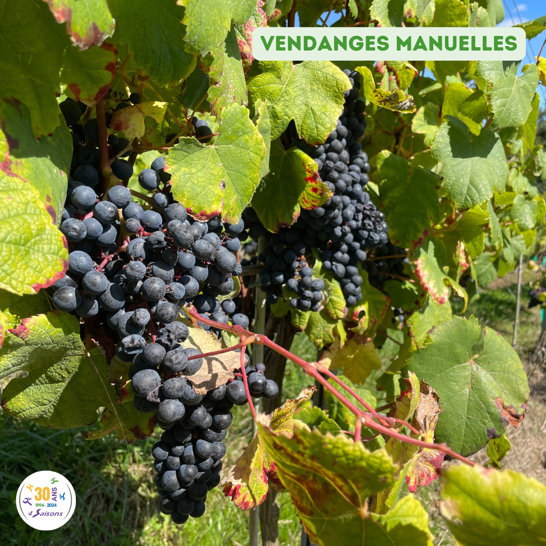 vendanges manuelles 1