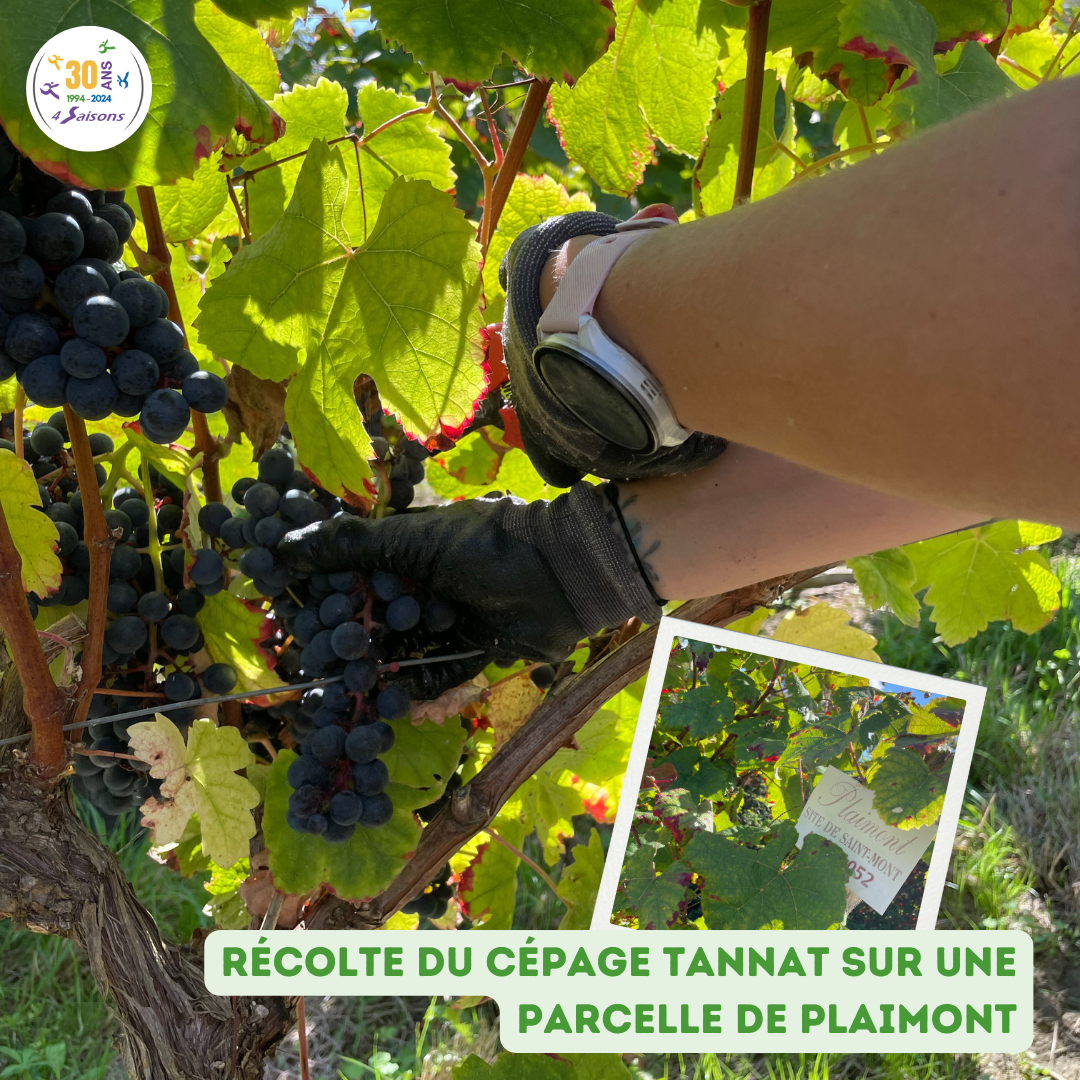 vendanges manuelles 2