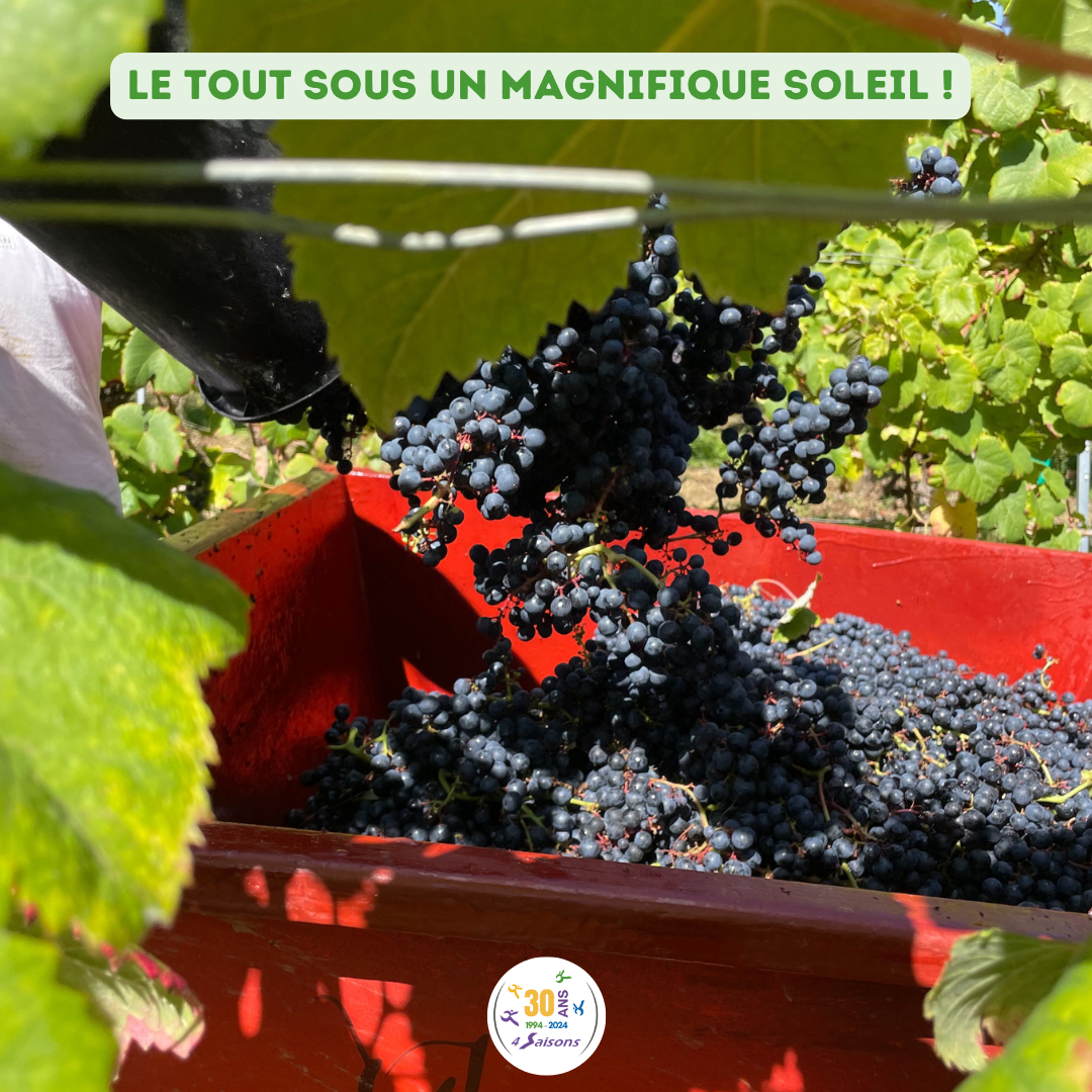vendanges manuelles 4