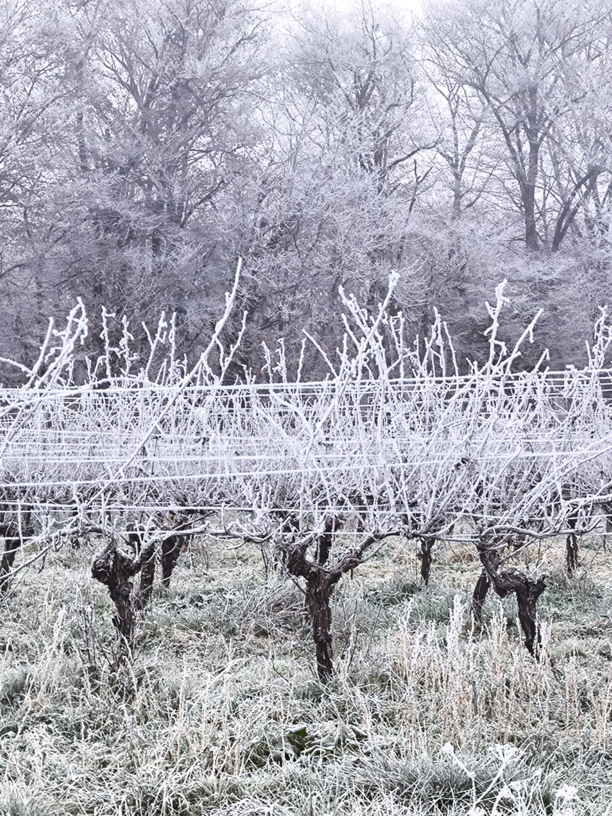 taille vignes froid